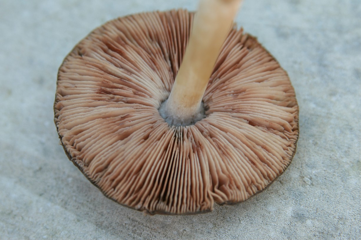 Volvariella gloiocephala